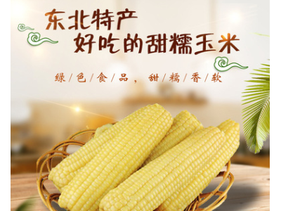 包邮东北9根黄玉米280g/根 新鲜香糯熟玉米塑封真空包装甜糯玉米图3