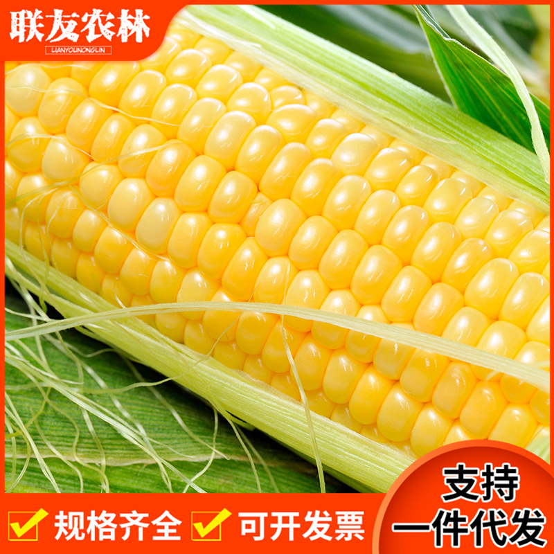 Corn03.jpg