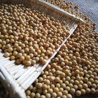 产地货源黄豆批发 非转基因高蛋白大豆 豆类杂粮25kg/件厂家直发