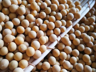 产地货源黄豆批发 非转基因高蛋白大豆 豆类杂粮25kg/件厂家直发图3