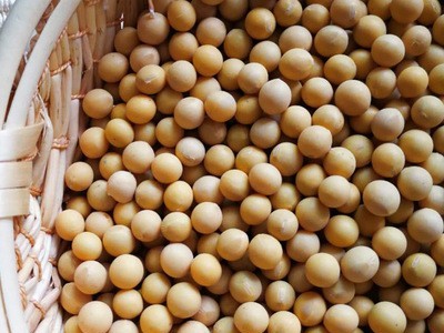 产地货源黄豆批发 非转基因高蛋白大豆 豆类杂粮25kg/件厂家直发图4