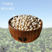 产地货源大豆批发 非转基因无腥豆 豆浆豆奶专用豆类杂粮厂家直发