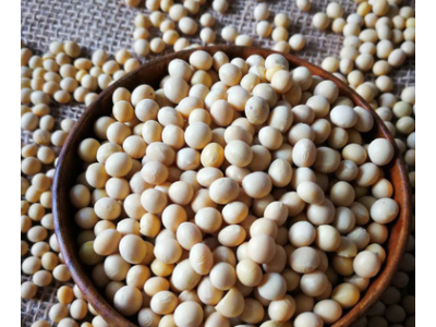 产地货源大豆批发 非转基因无腥豆 豆浆豆奶专用豆类杂粮厂家直发图3