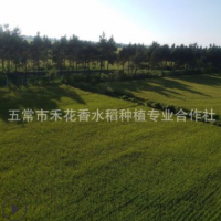 五常大米稻花香2号新米粳米东北大米批发一件代发