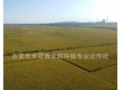 五常大米稻花香2号新米粳米东北大米批发一件代发图3