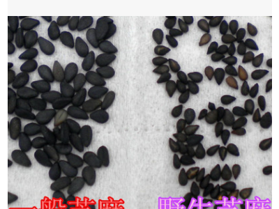 熟黑芝麻 小粒黑芝麻更香 味更足500g五谷杂粮图3