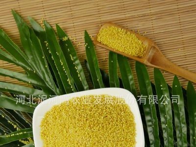泥河湾有机红谷小米 2020有机黄小米 宝宝米 月子米 小米粥 批发图4