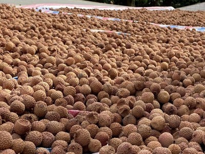 桂味荔枝干核小肉厚2021新货干荔枝肉高州特产干货非无核500g代发图3