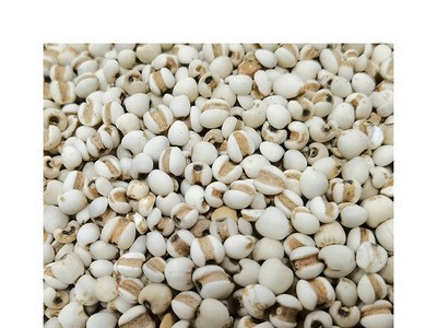 厂家供应熟小薏米仁 低温烘焙熟小薏仁 现磨坊磨粉代用茶原料图5