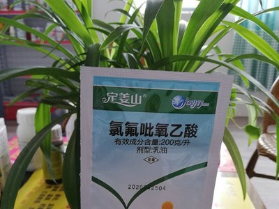 2020升级版 生姜田 苗后 除草剂 定姜山 禾本科杂草 不伤姜图3
