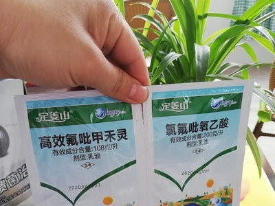 2020升级版 生姜田 苗后 除草剂 定姜山 禾本科杂草 不伤姜图4