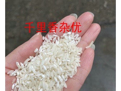 伟加华粮食稻谷加工厂千里香粉米酒米饭堂米好吃的米杂优米图4