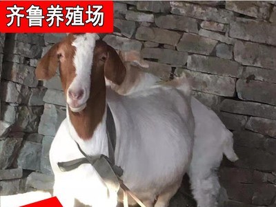 批发出售波尔山羊黑山羊 出栏波尔山羊种羊羊羔可自提可发货图2