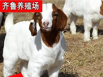 批发出售波尔山羊黑山羊 出栏波尔山羊种羊羊羔可自提可发货图3