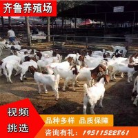 批发出售波尔山羊黑山羊 出栏波尔山羊种羊羊羔可自提可发货