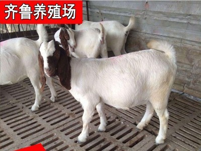批发出售波尔山羊黑山羊 出栏波尔山羊种羊羊羔可自提可发货图4