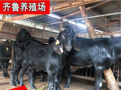 常年批发出售努比亚黑山羊 出栏努比亚黑山羊种羊羊羔视频挑选图3
