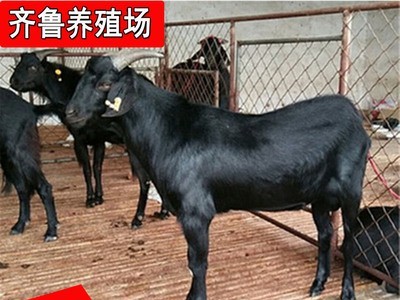 常年批发出售努比亚黑山羊 出栏努比亚黑山羊种羊羊羔视频挑选图4