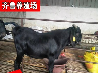 常年批发出售努比亚黑山羊 出栏努比亚黑山羊种羊羊羔视频挑选图2