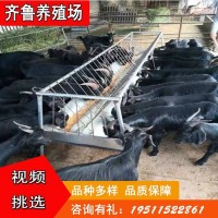 常年批发出售努比亚黑山羊 出栏努比亚黑山羊种羊羊羔视频挑选