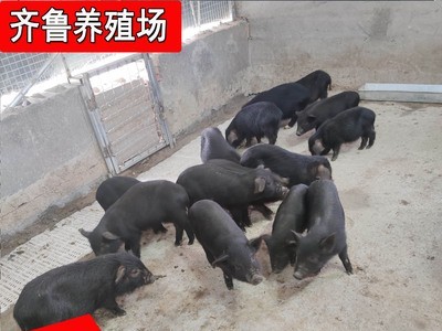 厂家直供藏香猪巴马香猪 散养黑土猪藏香猪猪仔种猪批发价格图2