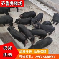 厂家直供藏香猪巴马香猪 散养黑土猪藏香猪猪仔种猪批发价格