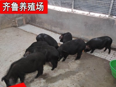 厂家直供藏香猪巴马香猪 散养黑土猪藏香猪猪仔种猪批发价格图3