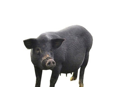 厂家直供藏香猪巴马香猪 散养黑土猪藏香猪猪仔种猪批发价格图5