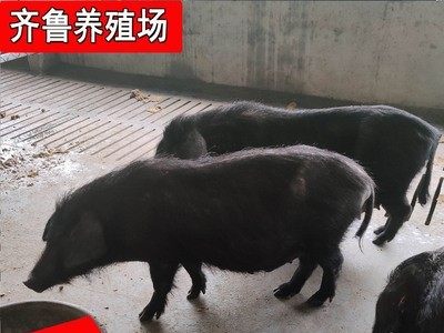 厂家直供藏香猪巴马香猪 散养黑土猪藏香猪猪仔种猪批发价格图4