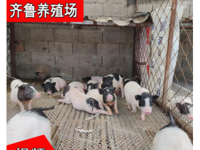 出售巴马香猪藏香猪 改良巴马香猪土猪宠物猪 巴马香猪种猪价格图4