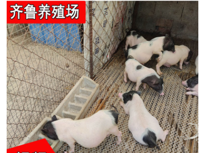 出售巴马香猪藏香猪 改良巴马香猪土猪宠物猪 巴马香猪种猪价格图2