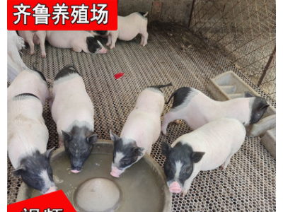出售巴马香猪藏香猪 改良巴马香猪土猪宠物猪 巴马香猪种猪价格图3