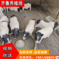 出售巴马香猪藏香猪 改良巴马香猪土猪宠物猪 巴马香猪种猪价格