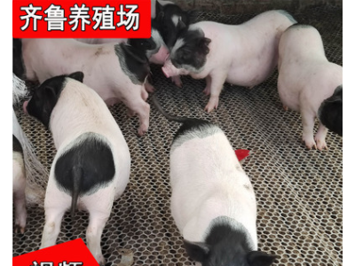 出售巴马香猪藏香猪 改良巴马香猪土猪宠物猪 巴马香猪种猪价格图5