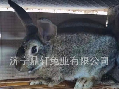 兔子活物比利时兔肉兔新西兰兔种兔繁殖兔 现货供应 量大从优图3