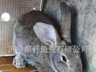 兔子活物比利时兔肉兔新西兰兔种兔繁殖兔 现货供应 量大从优图1