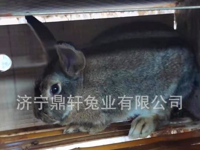 兔子活物比利时兔肉兔新西兰兔种兔繁殖兔 现货供应 量大从优图2