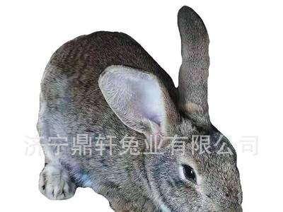 兔子活物比利时兔肉兔新西兰兔种兔繁殖兔 现货供应 量大从优图5
