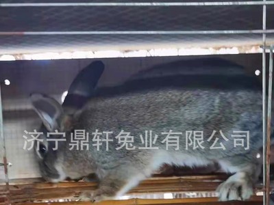 兔子活物比利时兔肉兔新西兰兔种兔繁殖兔 现货供应 量大从优图4