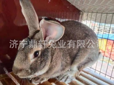 现货供应怀孕比利时种兔 活体比利时兔养殖场图4