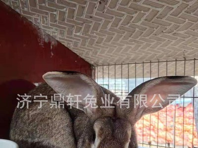现货供应怀孕比利时种兔 活体比利时兔养殖场图3