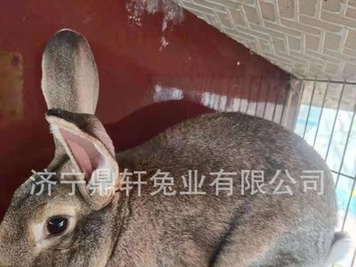 现货供应怀孕比利时种兔 活体比利时兔养殖场图2