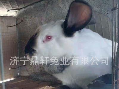 养殖场直供怀孕伊拉兔比例时兔新西兰兔种兔活体兔子简单易养图3