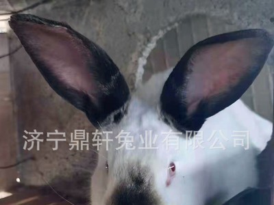 养殖场直供怀孕伊拉兔比例时兔新西兰兔种兔活体兔子简单易养图4