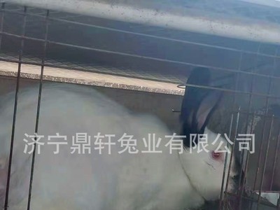 养殖场直供怀孕伊拉兔比例时兔新西兰兔种兔活体兔子简单易养图2