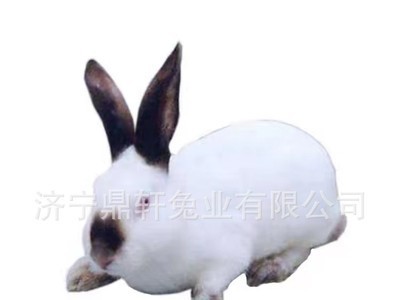 养殖场直供怀孕伊拉兔比例时兔新西兰兔种兔活体兔子简单易养图5
