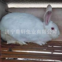 现货供应怀孕活体新西兰兔种兔苗厂家直供各种兔子种兔活兔