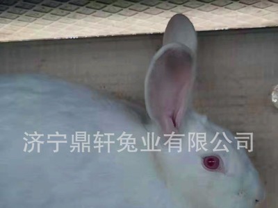 现货供应怀孕活体新西兰兔种兔苗厂家直供各种兔子种兔活兔图2