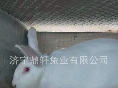 现货供应怀孕活体新西兰兔种兔苗厂家直供各种兔子种兔活兔图4