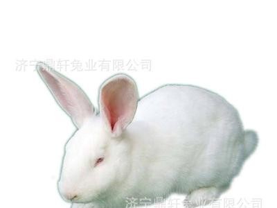 现货供应怀孕活体新西兰兔种兔苗厂家直供各种兔子种兔活兔图5